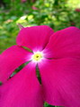 Madagascar Periwinkle